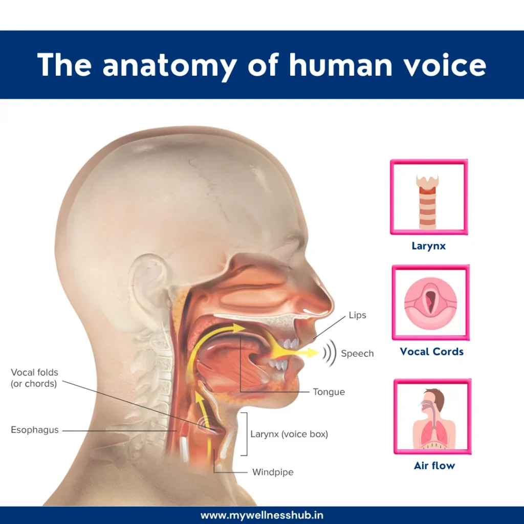 The anatomy of human voice