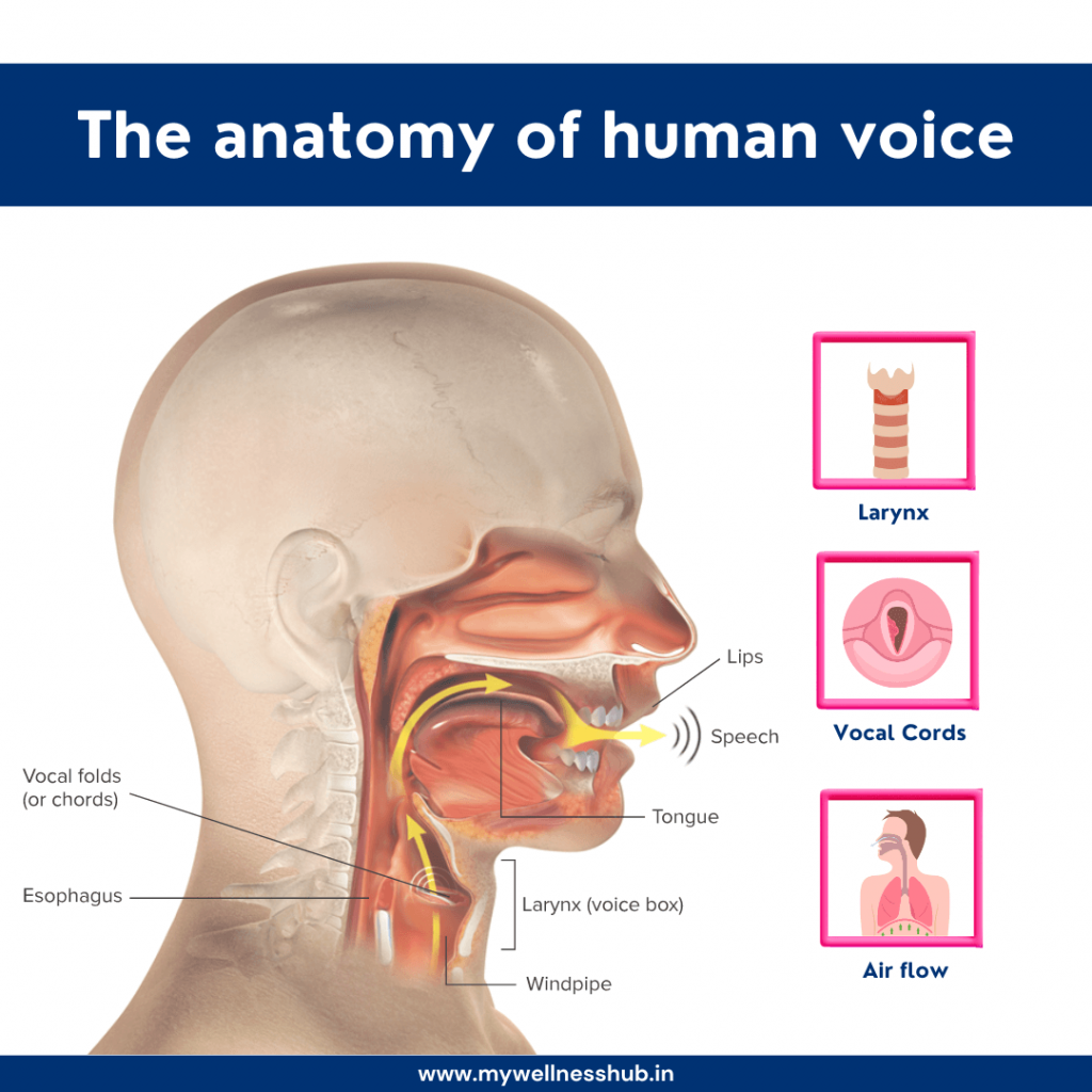 Anatomy of the Vocal Cords